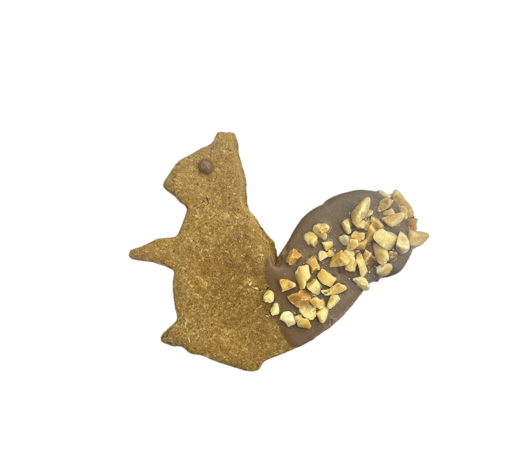 Squirrels - Tray of 12